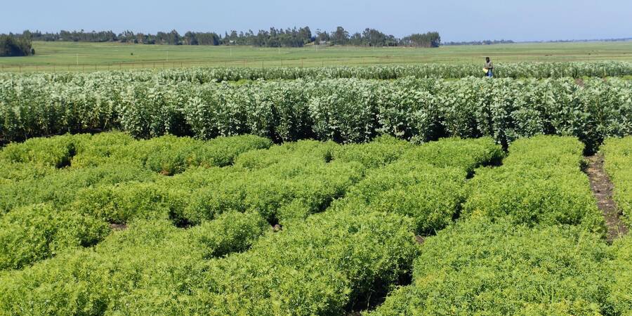 Fields of Lentil