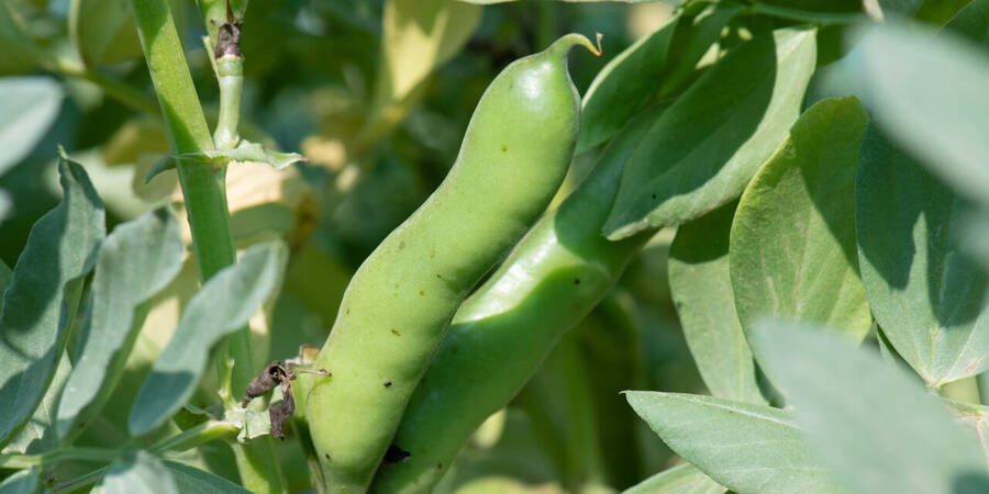 ICARDA Improved bean variety Improved bean variety