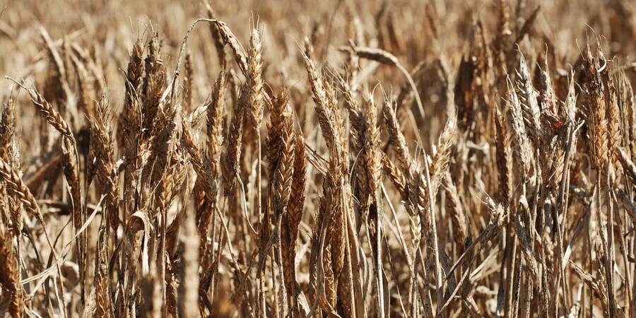 Dry Wheat Dry Wheat