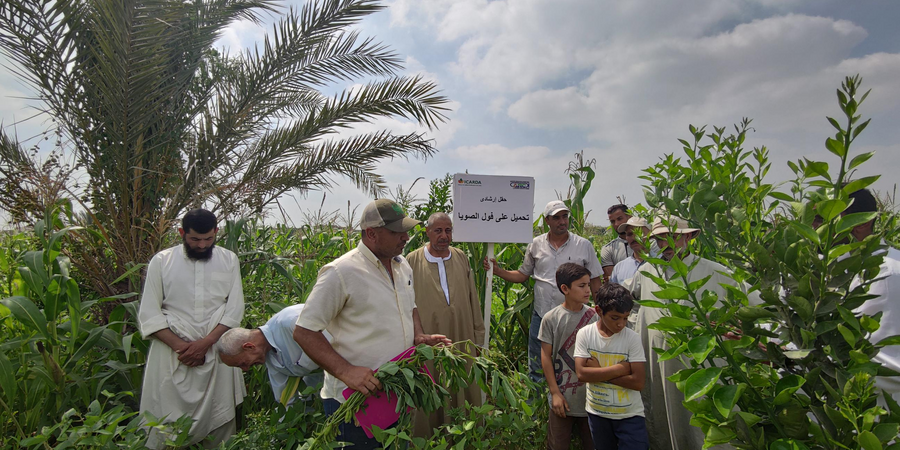 Nubaria Nubaria