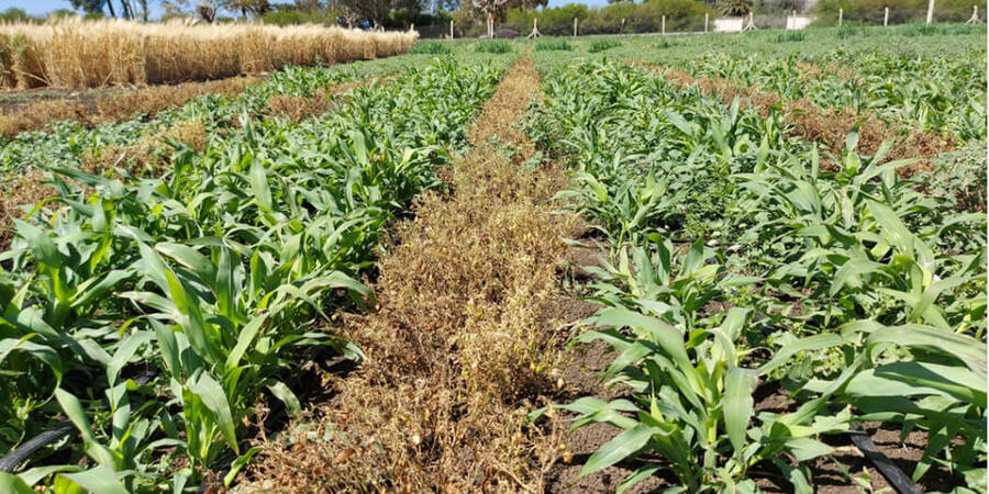 Diversifying crops for efficient use of green water Diversifying crops for efficient use of green water