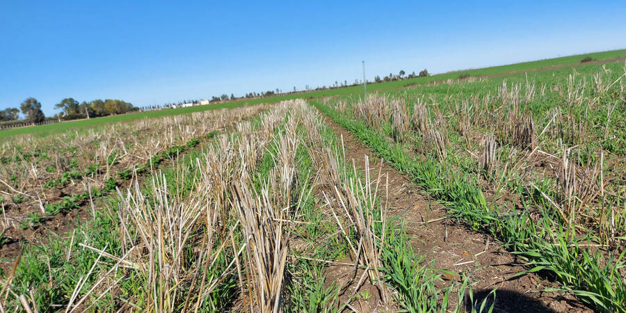 Wheat growing in CA field Morocco Wheat growing in CA field Morocco