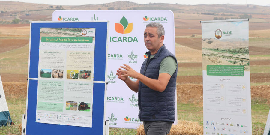 Discussing the four prioritized agroecological combinations in the El Krib living lab (Photo credit: Masafumi Tamura, ICARDA)