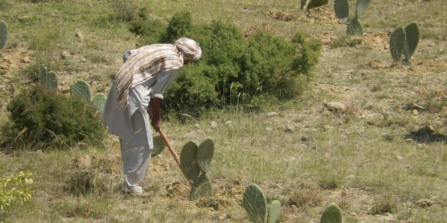 Cactus Pear Farmer