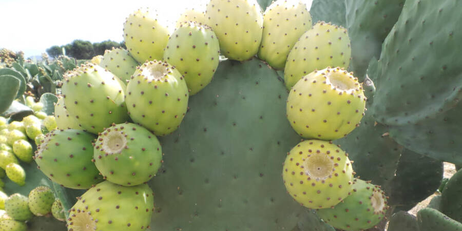 Cactus Pear Plant