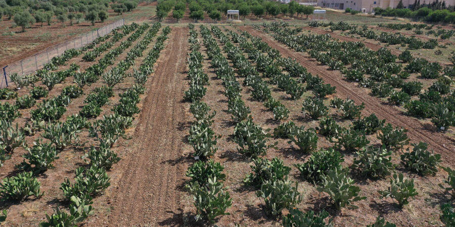 Cactus Pear Germplasm in Jordan