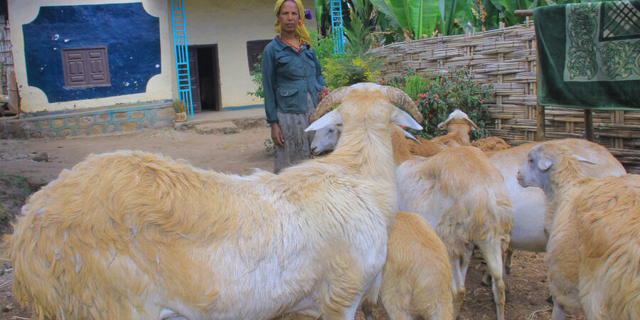 Female sheep farmer